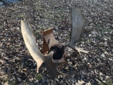 Moose antlers on skull 45 ? wide