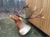 7x7 Elk