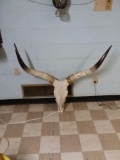 Long horn skull