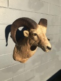 Big horn sheep