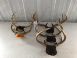 5 sets on whitetail antlers