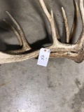 Elk Antlers