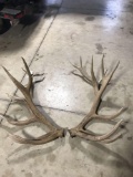 Elk antlers score over 500 inches
