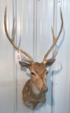 Axis deer Mount