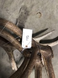 Elk Antlers