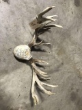 Whitetail Antlers with fake skull
