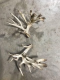 Whitetail Antlers