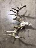 Whitetail Antlers