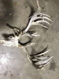 Whitetail Antlers