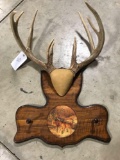 Whitetail with clock