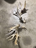 Whitetail Antlers