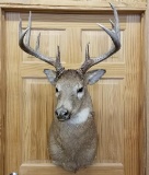 Whitetail 10 pt Mount