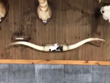 Bull horns 6 ft 8 inches long