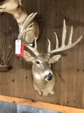 Whitetail Mount Score 174 2/8?