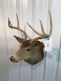 Whitetail Mount 6 pt