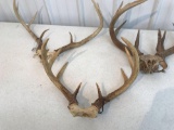 Whitetail 3 sets with skulls