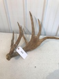 Whitetail Antler single shed