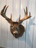 Whitetail Mount 10 pt