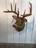 Whitetail Mount 12 pt