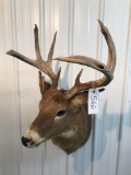 Whitetail Mount 9 pt with extra beam