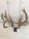 Whitetail sheds 10 pt