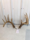 Whitetail sheds 11 pt