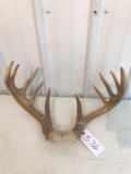 Whitetail with skull plate 10 pt