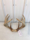 Whitetail with skull plate 11 pt