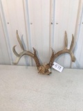 Whitetail 8 pt with skull plate