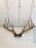 Whitetail 8 pt with skull plate