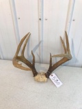 Whitetail 8 pt with skull plate