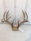 Whitetail 10 pt with skull plate