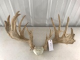 Whitetail sheds with fake skull 270 5/8?