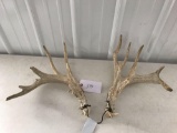 Whitetail sheds score 175?