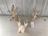 Whitetail European score 328?