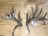 Whitetail sheds