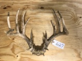 Whitetail Antlers with skull