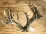 Whitetail cuts