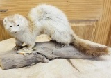 Mount- Full body Mink with fish
