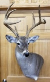 Whitetail 9 pt Mount