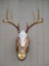 8 pt European Deer skull mount
