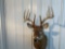 Whitetail shoulder mount