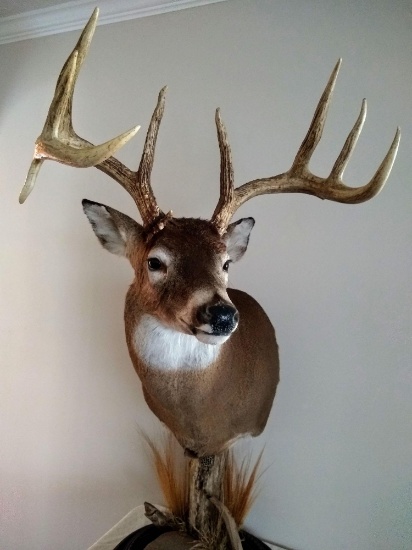 7th Annual Taxidermy & Antler Auction, Day 1