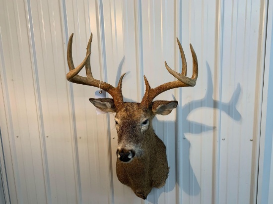 Whitetail shoulder mount