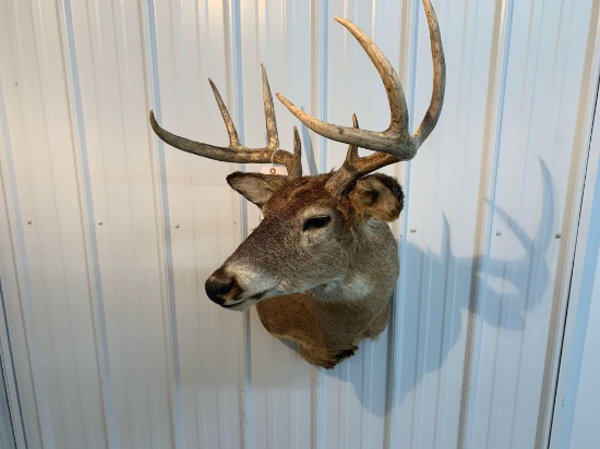 Whitetail shoulder Mt