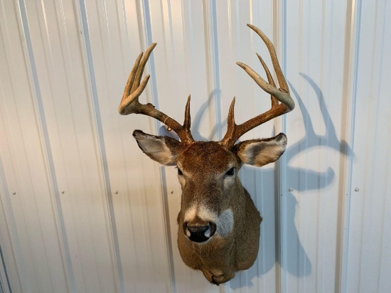 Whitetail shoulder mount