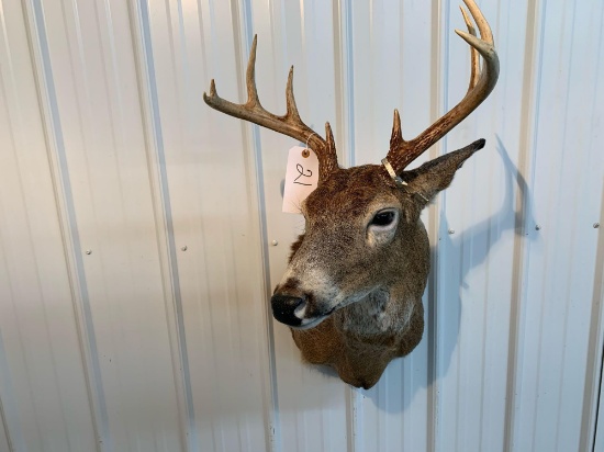 Whitetail shoulder mount