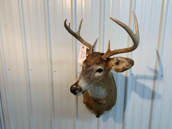 Whitetail shoulder mount