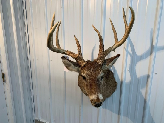 Whitetail shoulder Mount