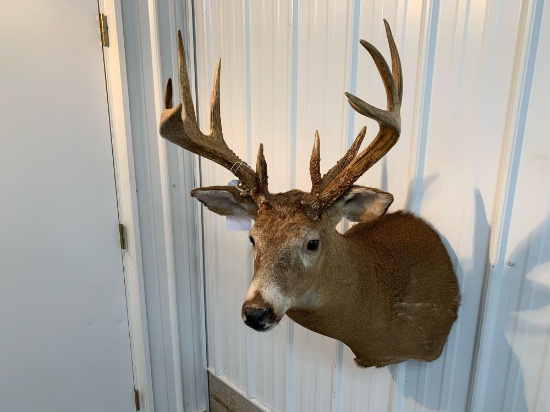 Whitetail shoulder mount